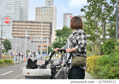 A woman walking and shopping with her pet dog (Saitama New Urban Center, Saitama Prefecture) Chihuahua A woman walking and shopping with her pet dog (Saitama New Urban Center, Saitama Prefecture) Chihuahua 127093511