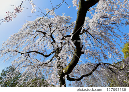 Izumi cherry blossoms in full bloom against the blue sky Izumi cherry blossoms in full bloom against the blue sky 127093586