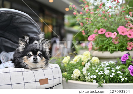 Walking and shopping with my dog (Saitama New Urban Center, Saitama Prefecture) Chihuahua 127093594