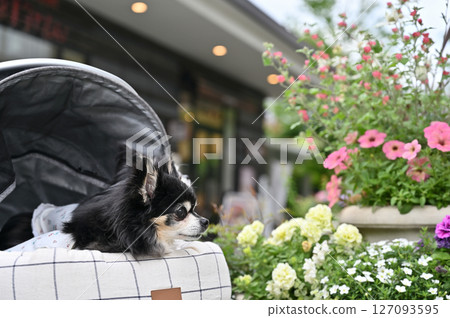 Walking and shopping with my dog (Saitama New Urban Center, Saitama Prefecture) Chihuahua 127093595