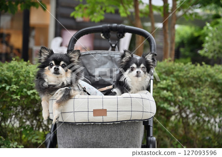 Walking and shopping with my dog (Saitama New Urban Center, Saitama Prefecture) Chihuahua 127093596