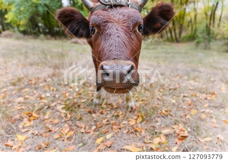 Funny close-up of curious brown cow sniffing camera lens. Funny close-up of curious brown cow sniffing camera lens. 127093779