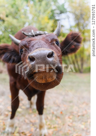 Funny close-up of curious brown cow sniffing camera lens. 127093781