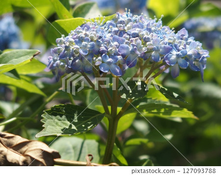 Blue hydrangea Blue hydrangea 127093788
