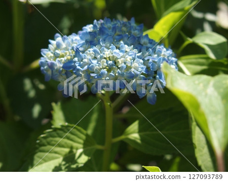 Blue hydrangea 127093789