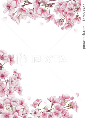 Cherry blossom frame. Small pink sakura flowers and petals. Cherry blossom festival template and banner. Watercolor illustration without background. Hand drawn. High quality illustration 127094527