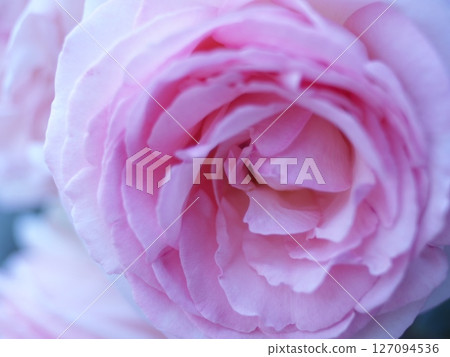 Petal rose petals Petal rose petals 127094536