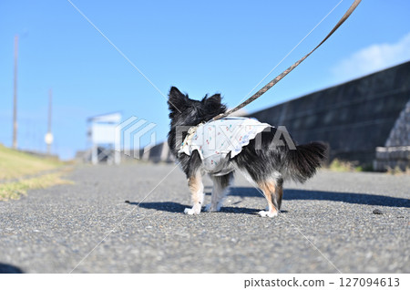 Back view of a walking dog: Long-coated Chihuahua 127094613