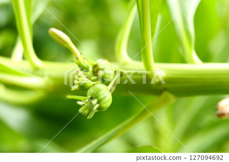 Young green fruits on branch in close up view. 127094692