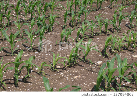 Close-Up of Young Corn Plants Growing in Agricultural Soil Close-Up of Young Corn Plants Growing in Agricultural Soil 127094802