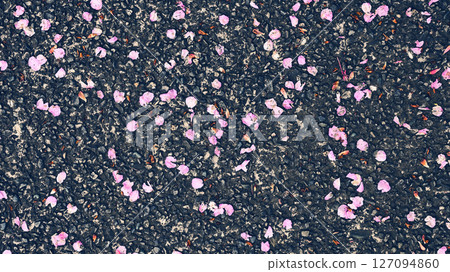 Cherry blossom petals scattered on the ground 127094860