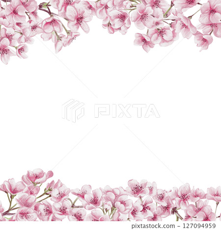 Frame of sakura flowers. Small pink flowers on branches and petals. Spring blossom. Watercolor illustration without background. Hand drawing. Template for text. High quality illustration 127094959