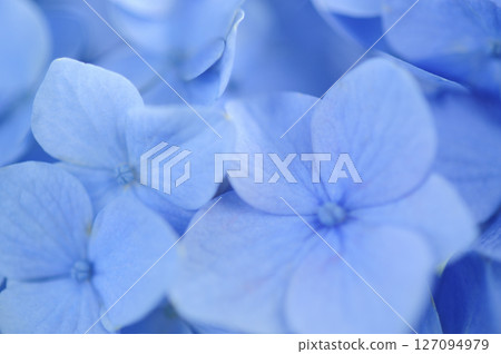 Hydrangea in the neighborhood Hydrangea in the neighborhood 127094979