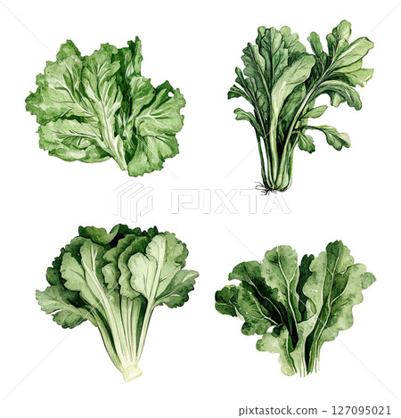 Watercolor vector set of fresh lettuce leaves 127095021