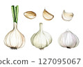Garlic vector set in watercolor style 127095067