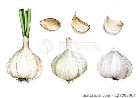 Garlic vector set in watercolor style 127095067