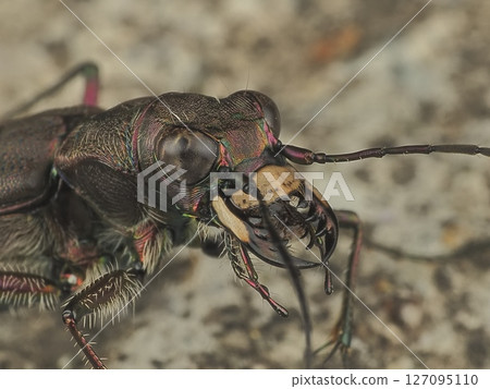 Hanumyo Niwa 127095110