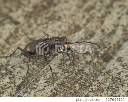 Hanumyo Niwa 127095111