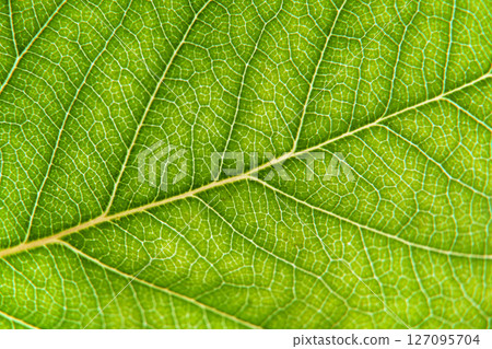 Macro Photo of Leaf Texture with Central Vein Macro Photo of Leaf Texture with Central Vein 127095704