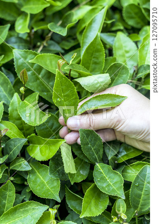 Hand Holding Tea Leaf on Plantation 127095710