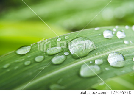 Close-Up of Green Grass with Dew Drops in Macro Close-Up of Green Grass with Dew Drops in Macro 127095738
