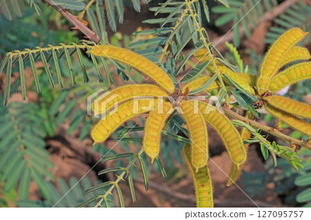 Mimosa pudica growing along the Mekong River in Vientiane 127095757