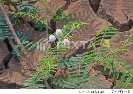 Mimosa pudica growing along the Mekong River in Vientiane Mimosa pudica growing along the Mekong River in Vientiane 127095758