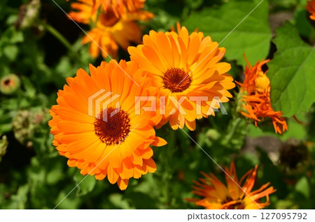 Calendula officinalis (Asteraceae) annual plant 127095792