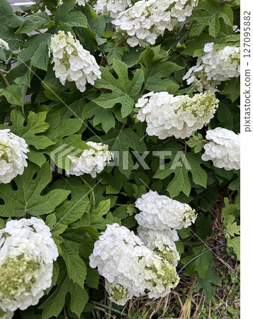 Oak-leaf hydrangea on the walking path 2 127095882