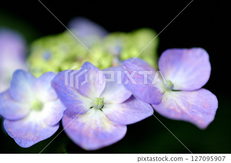 Hydrangea in the neighborhood Hydrangea in the neighborhood 127095907
