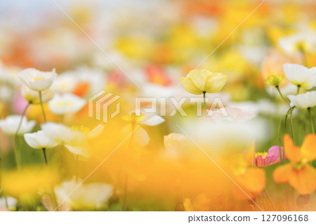 被春天的色彩包圍的黃色罌粟花 被春天的色彩包圍的黃色罌粟花 127096168