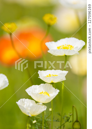 White poppies and spring sunshine White poppies and spring sunshine 127096169