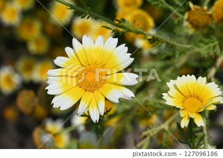 Garland chrysanthemum (Asteraceae) flowers in full bloom Garland chrysanthemum (Asteraceae) flowers in full bloom 127096186