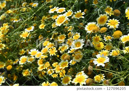 Garland chrysanthemum (Asteraceae) flowers in full bloom Garland chrysanthemum (Asteraceae) flowers in full bloom 127096205