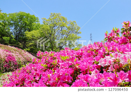 Azalea 127096450