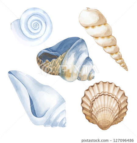Watercolor seashells of different colors and shapes are hand-drawn. Isolated on a white background. The illustration is in white, blue and brown tones. A clipart for use in marine design. 127096486