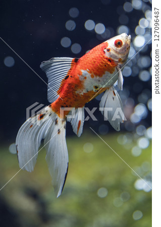 紅金魚 127096487