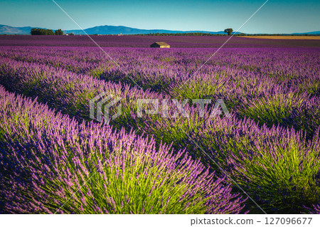 Magnificent purple lavender plantation and countryside landscape, Valensole, France 127096677
