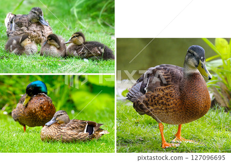 Adult ducks and ducklings on a green meadow. Collage. 127096695