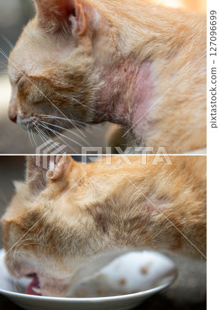 Before and After Treatment of Stray Cat for Notoedres, Sarcoptes and Mange Using Ivermectin, Selamectin, Sulfur Shampoo and Anti-Mange Soap with Visible Hair Regrowth on Neck and Ear Before and After Treatment of Stray Cat for Notoedres, Sarcoptes and Mange Using Ivermectin, Selamectin, Sulfur Shampoo and Anti-Mange Soap with Visible Hair Regrowth on Neck and Ear 127096699
