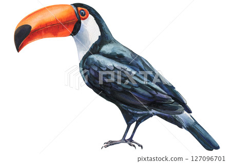 Watercolor toucan bird illustration, tropical exotic animal with bright orange beak, hand-painted wildlife art isolated on white Watercolor toucan bird illustration, tropical exotic animal with bright orange beak, hand-painted wildlife art isolated on white 127096701