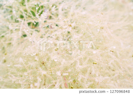 被雨滴覆蓋的白色煙樹的特寫 127096848