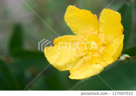 雨水浸濕的鈴蘭黃色花朵的特寫 雨水浸濕的鈴蘭黃色花朵的特寫 127097033