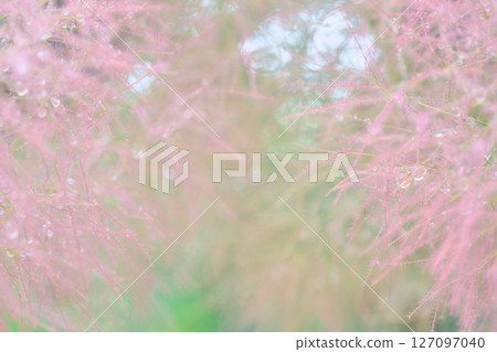 被雨滴覆蓋的粉紅色煙樹的特寫 127097040