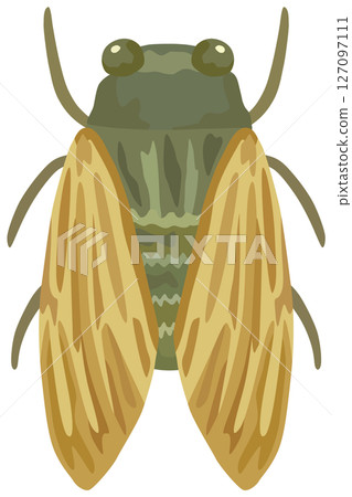Cicada illustration vector material 127097111