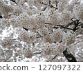 盛開 127097322