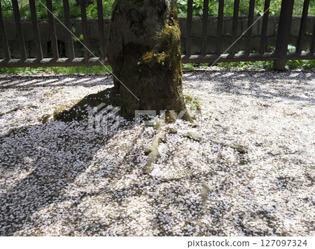 Cherry blossoms of remnants Cherry blossoms of remnants 127097324