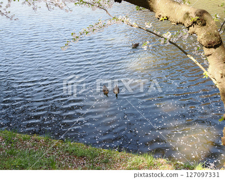 是的，姿勢 127097331