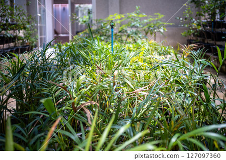 Thai plant nursery for growing palm seedlings in pots, shrubs, ornamental plants Thai plant nursery for growing palm seedlings in pots, shrubs, ornamental plants 127097360