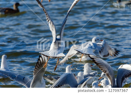 Flock of swarming seagulls Flock of swarming seagulls 127097367